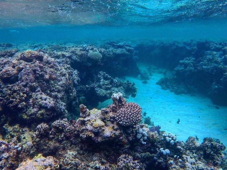 The aquarium: coral bleaching off the coast of Vava’u