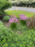 Jill's garden1