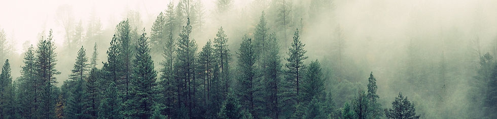 Misty%20Woodland_edited.jpg