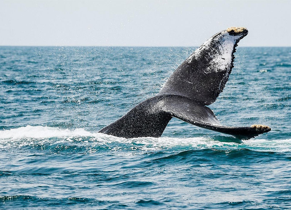 ¡Aún estás a tiempo! Disfruta del avistamiento de ballenas en Nayarit