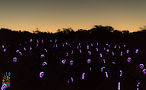 Namaqualand Flower Festival_Justin_Sullivan_ReWild_52.jpg