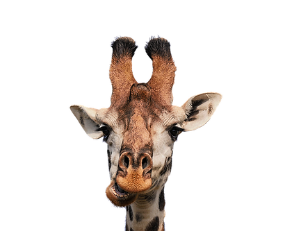giraffe-3064412_640.png