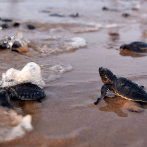Hidden Compass - An ancient species is hatching generations of conservationists