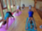 downward facing dogs