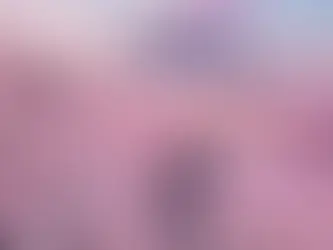 La floraison des cerisiers du Japon