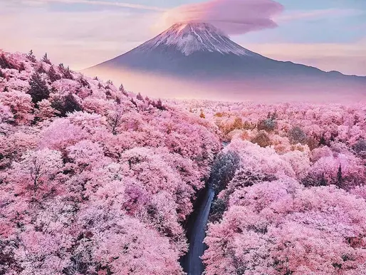 La floraison des cerisiers du Japon