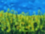 Summer Catch -1.jpg