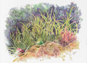 snakelocks anemone. uk coastline. shoreline. coastal art. drawing,.