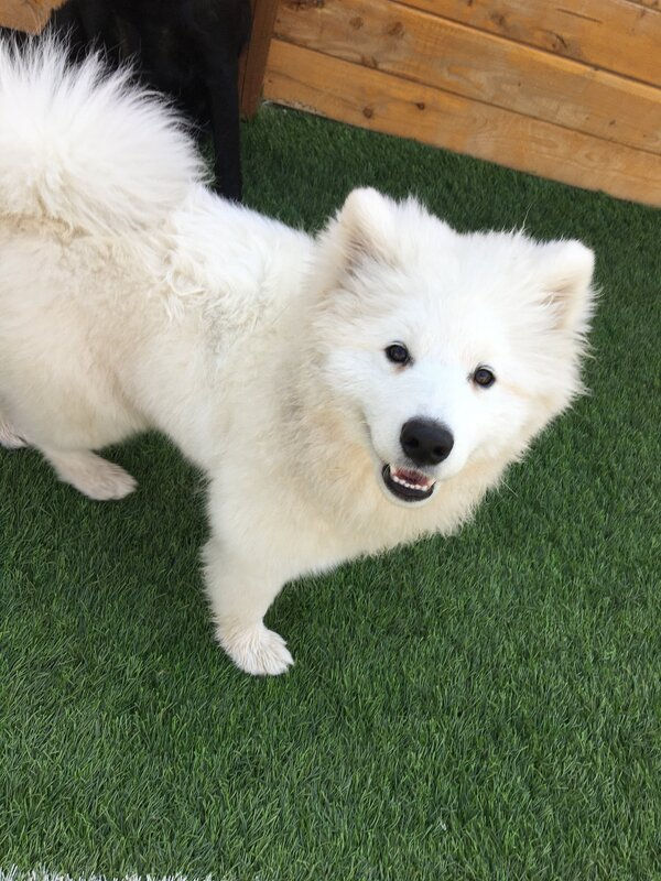 samson3_orig