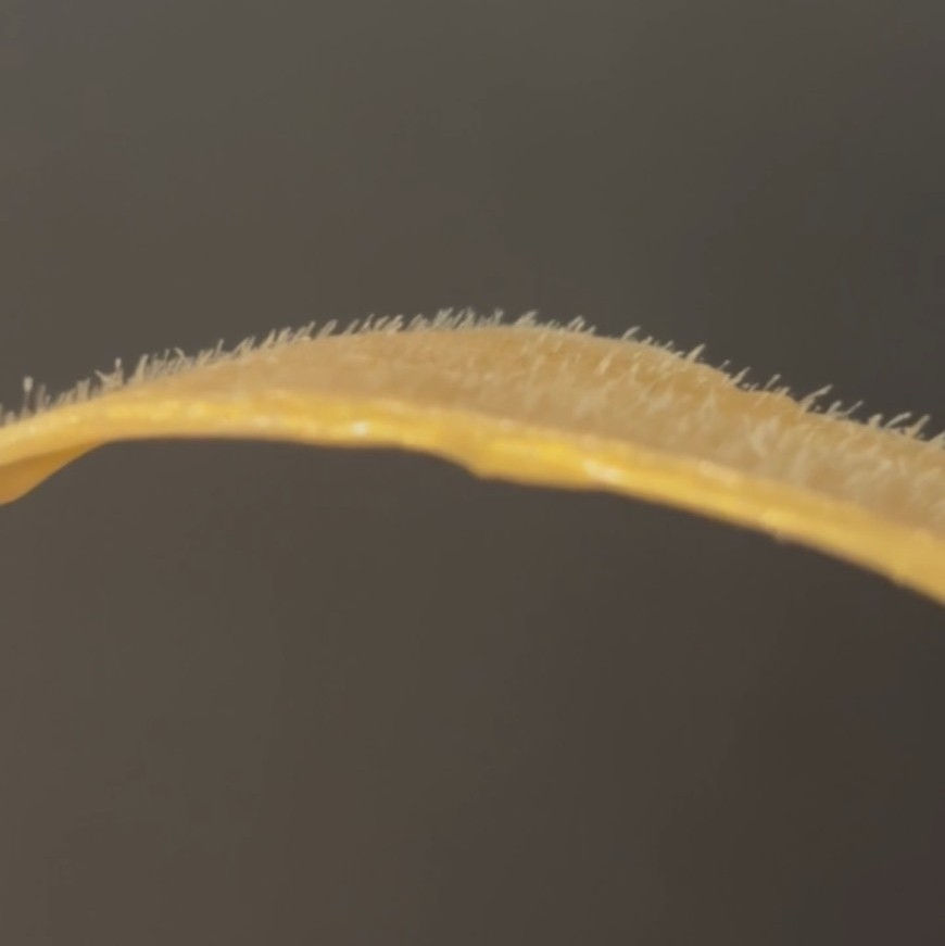 話題沸騰中！フェイスWAX