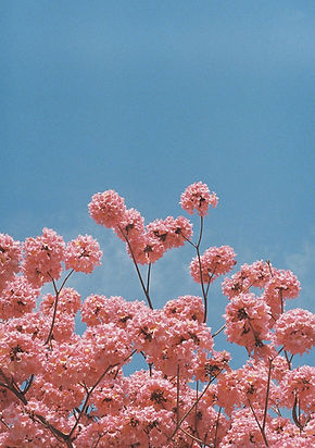 Pink flowers with a blue background painting