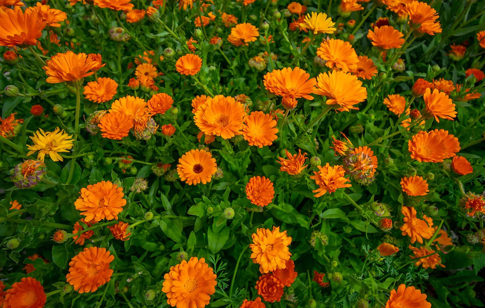 Thumbnail: Calendula Salve