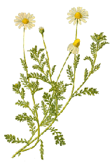 Chamomile per 2 Ounces