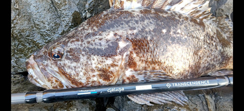 Galupa86B+｜ガルッパ86B+ | TRANSCENDENCE