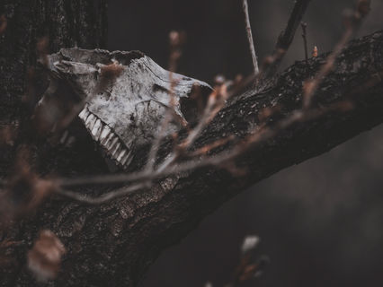 skull-6372630.jpg