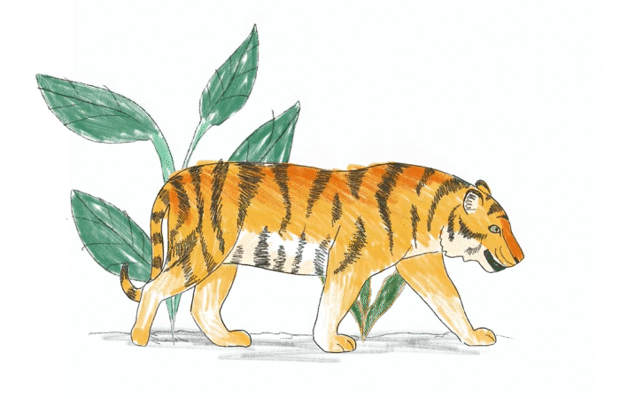 tiger_framsida.gif