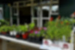 Plant Sale