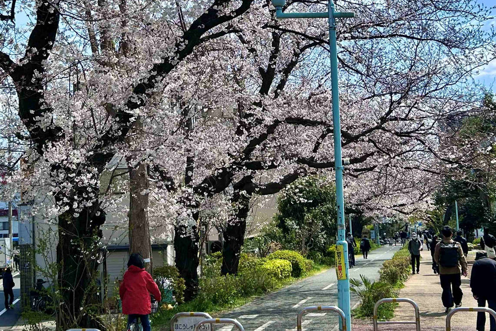 ハナコベース周辺風景グリーンロード春