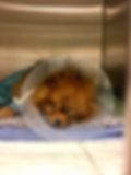First norwegian patient!