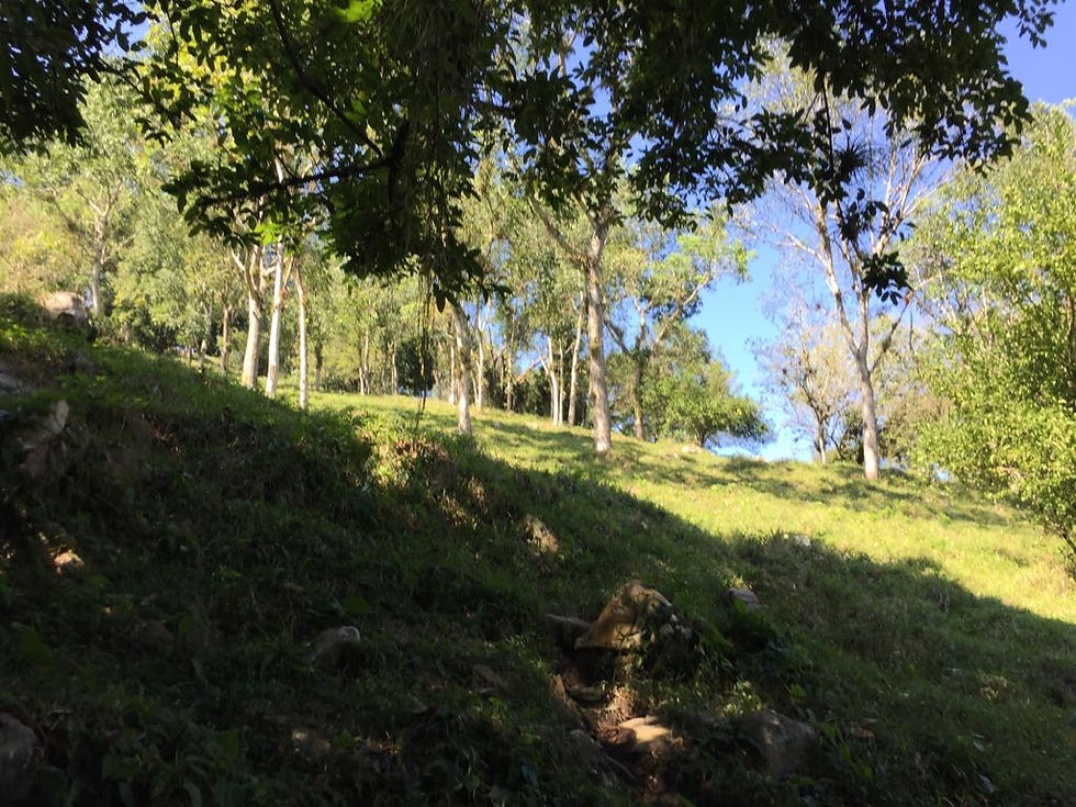 Miniatura: Rancho en Venta en Cuetzalan