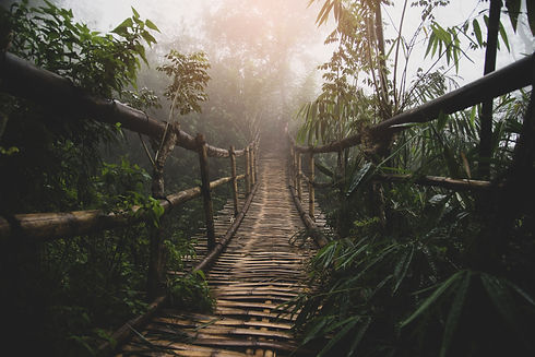 Misty rainforest with wooden bridge