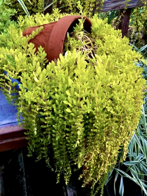 Седум #29 лозовидный (Sedum sarmentosum)