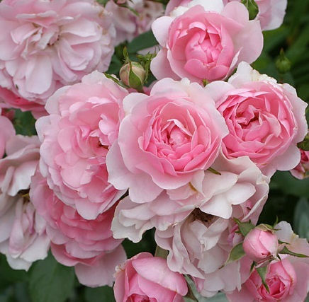 Роза Рояль Боника (Royal Bonica)