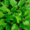 Миниатюра: Хоста подорожниковая (Hosta plantaginea)