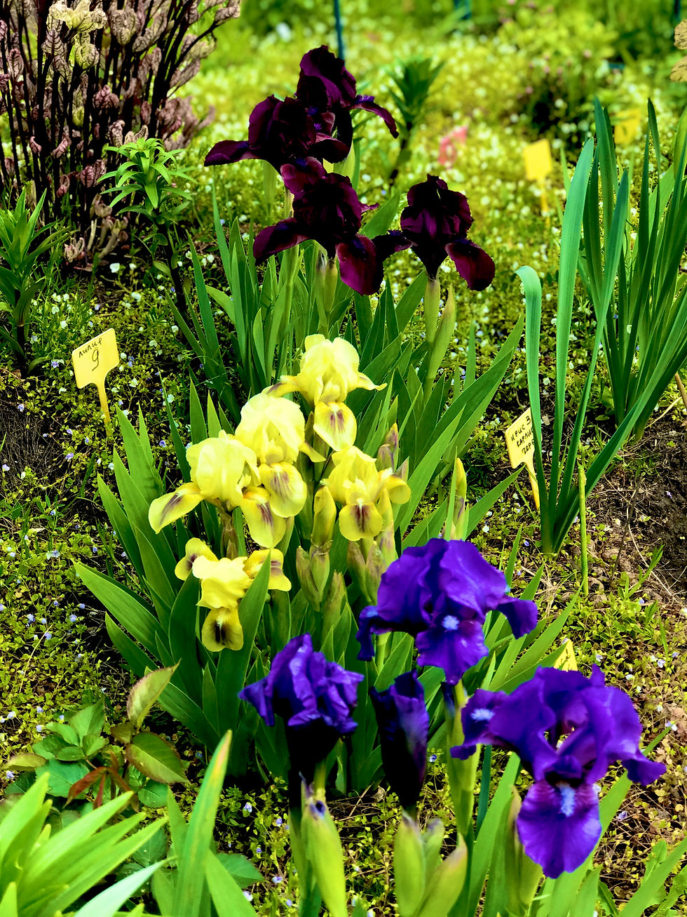 Миниатюра: Ирис карлик №1 (Iris pumila)