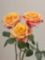 Роза Черри Бренди (Cherry Brendy)