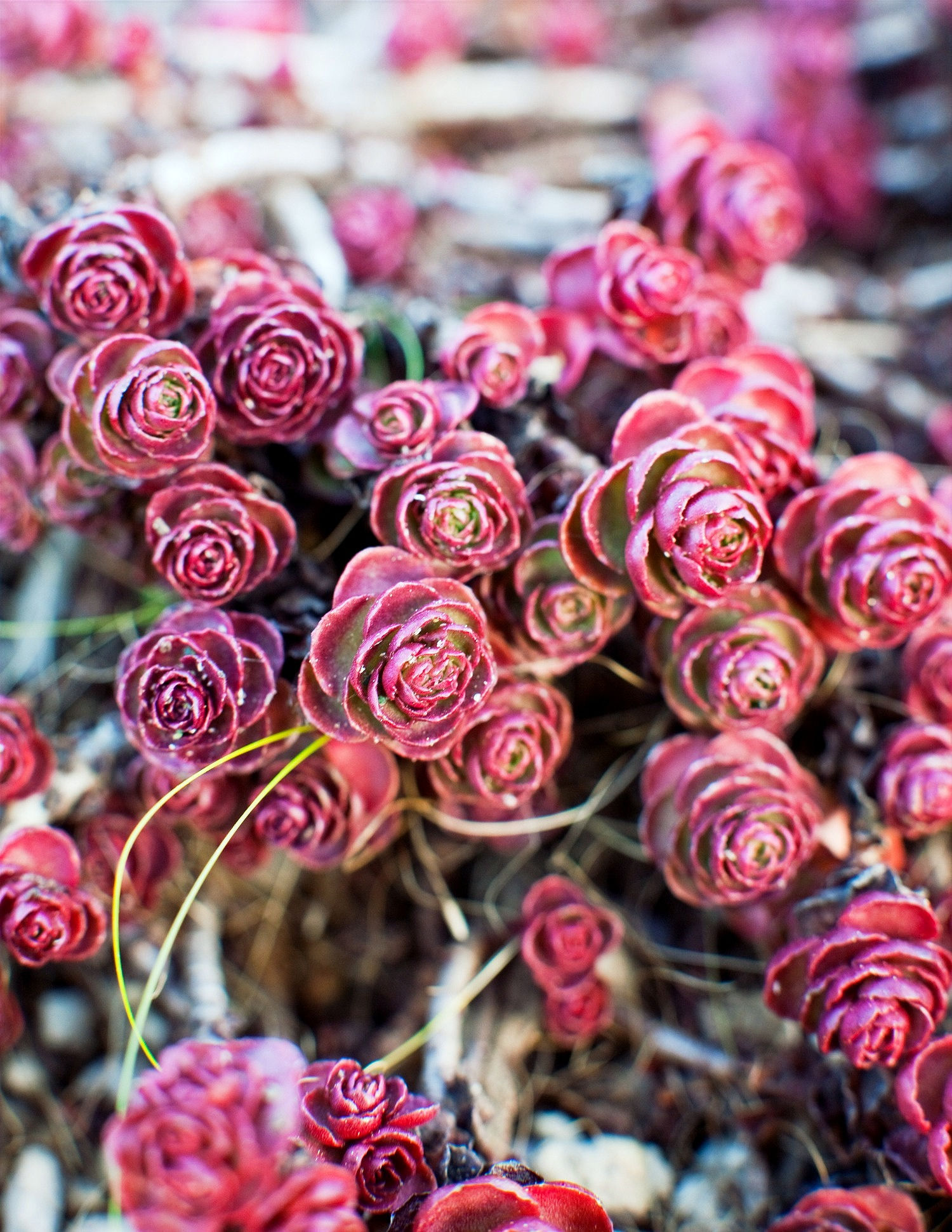 Седум ложный Вуду (Sedum spurium Voodoo)