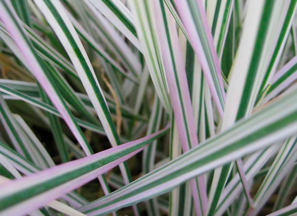 Миниатюра: Фалярис тростниковый Триколор (Phalaris arundinaceae Tricolor)