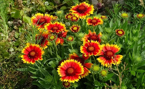 Гайлардия остистая Аризона Сан (Gaillardia aristata Arizona Sun) купить ...