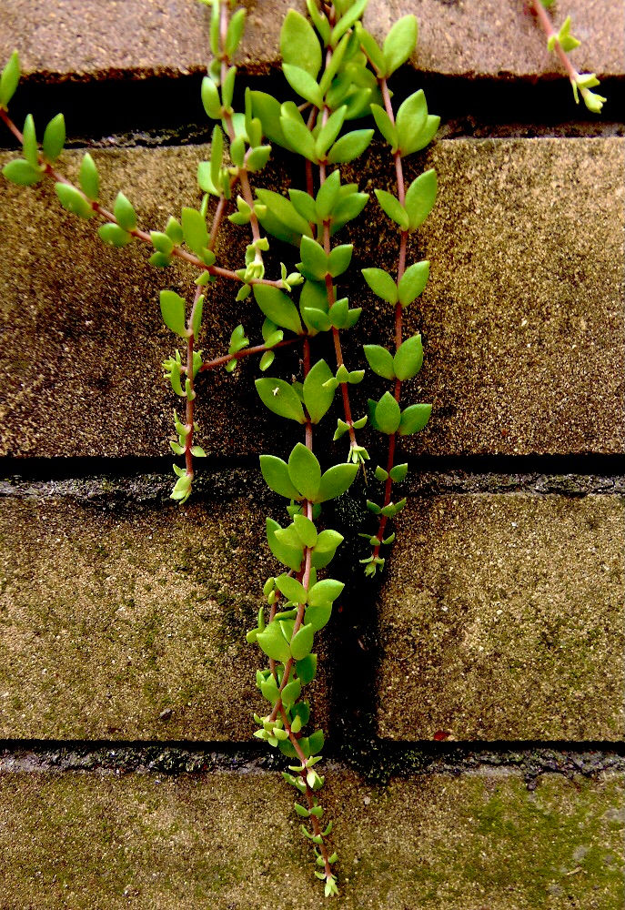 Миниатюра: Седум #29 лозовидный (Sedum sarmentosum)