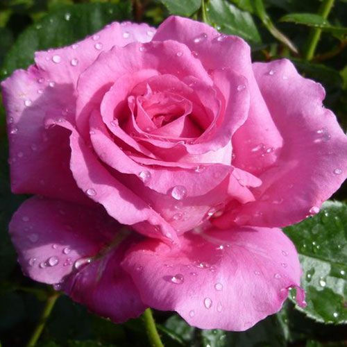 Роза Селебрейтинг Лайф (Celebrating Life)