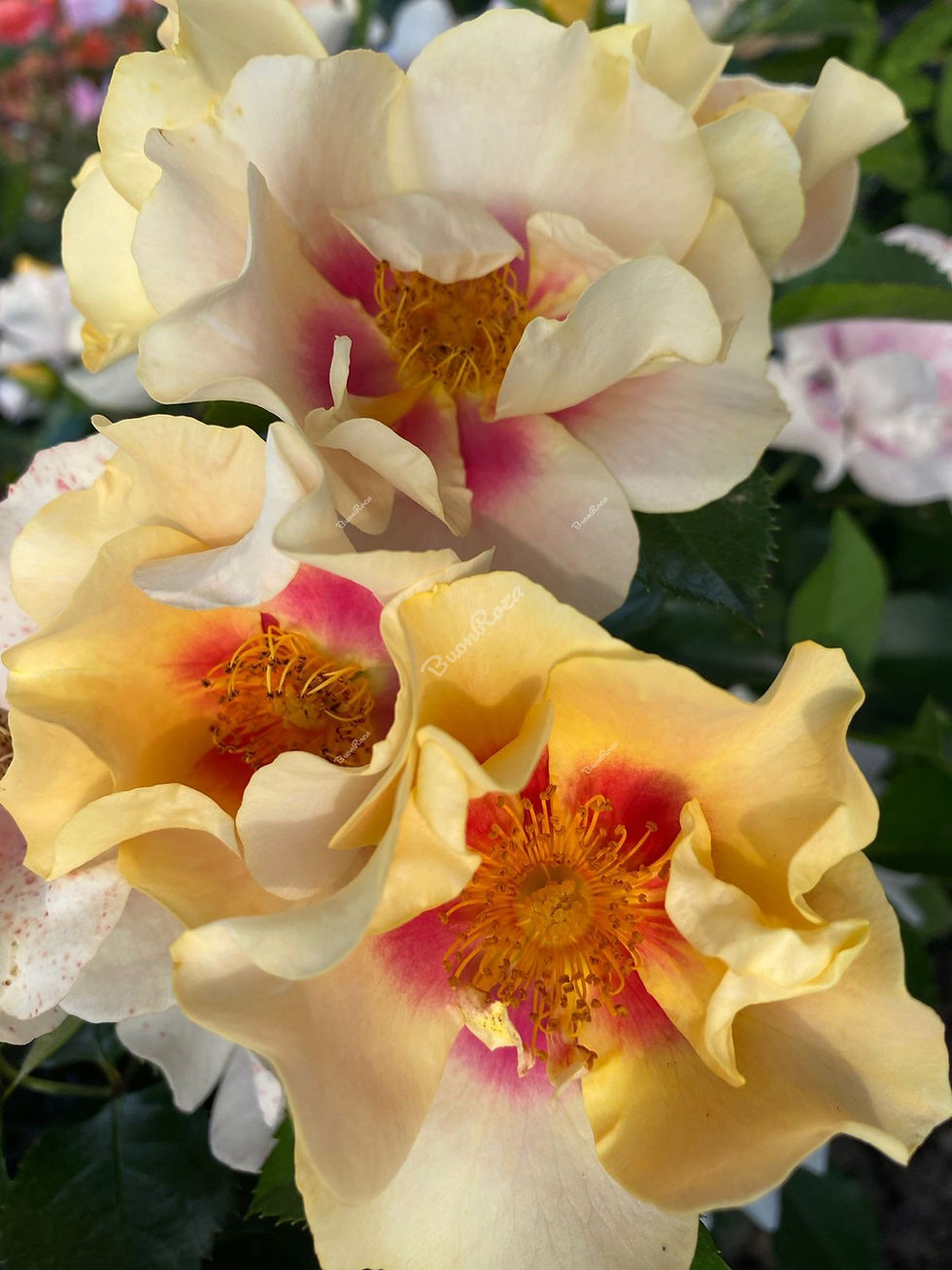 Миниатюра: Роза Ай оф зе Тайгер (Eye of the Tiger)