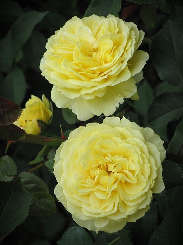 Роза Марселисборг (Marselisborg)