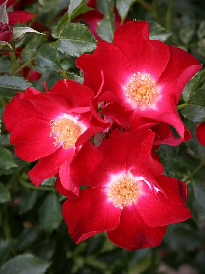 Роза Дортмунд (Dortmund)