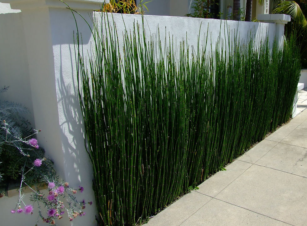 Миниатюра: Хвощ японский (Equisetum Japonicum)