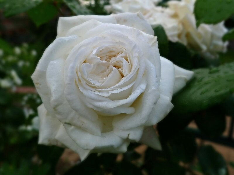 Роза Ломоносов (Lomonosov)