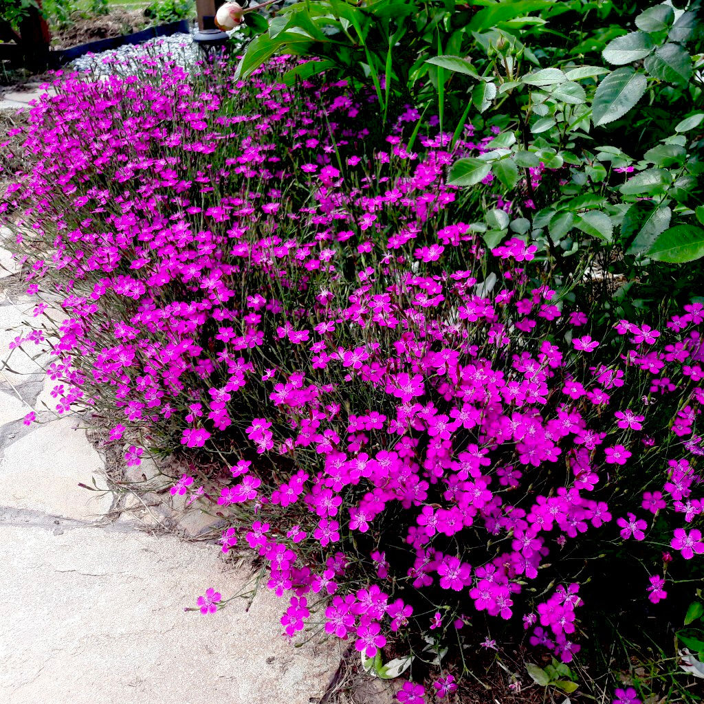 Гвоздика Кармина травянка (Dianthus deltoides)