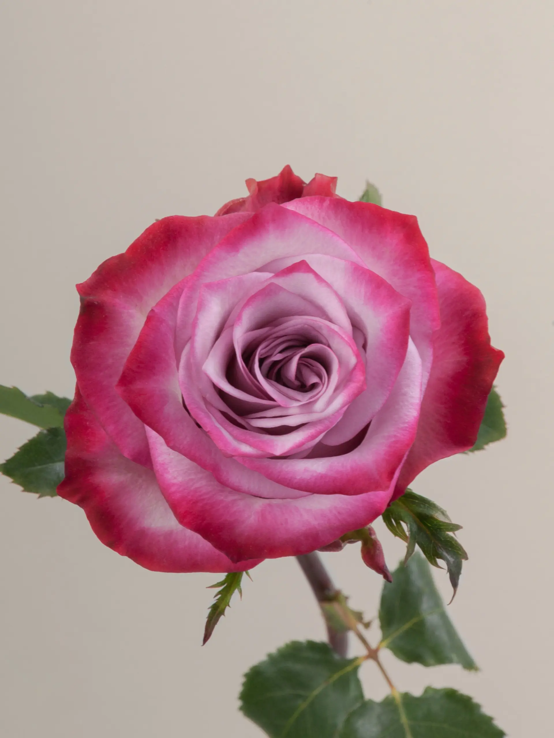 Роза Дип Перпл (Deep Purple)