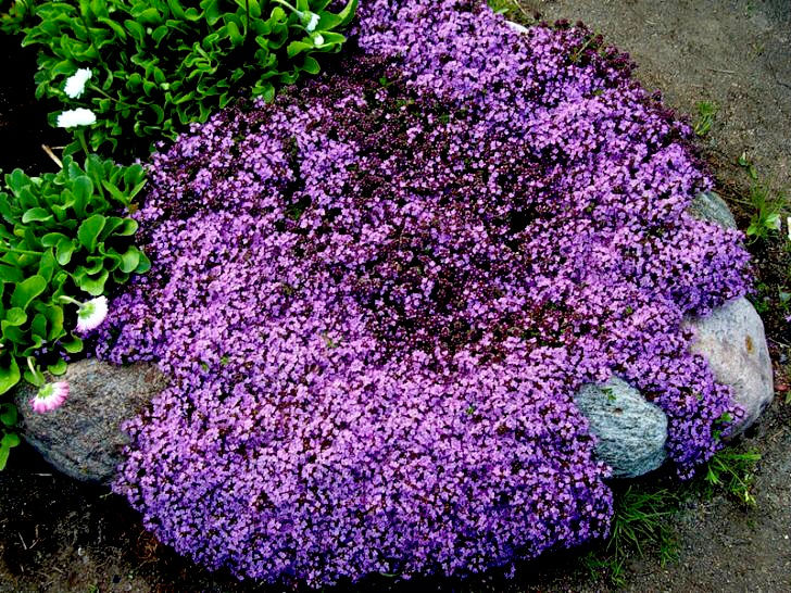 Миниатюра: Тимьян/Чабрец Пигмей (Thymus Pigmeus)