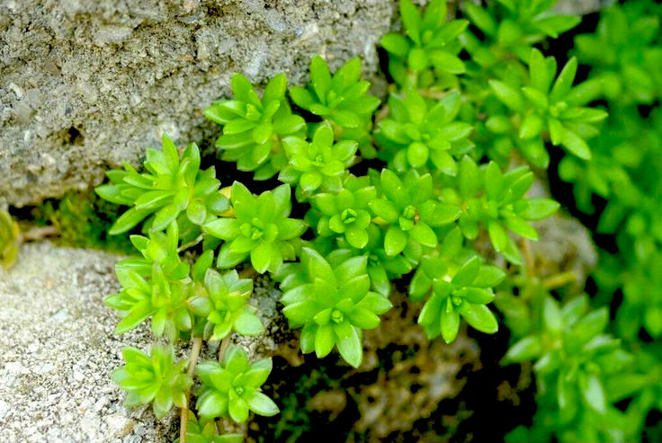 Миниатюра: Седум #29 лозовидный (Sedum sarmentosum)