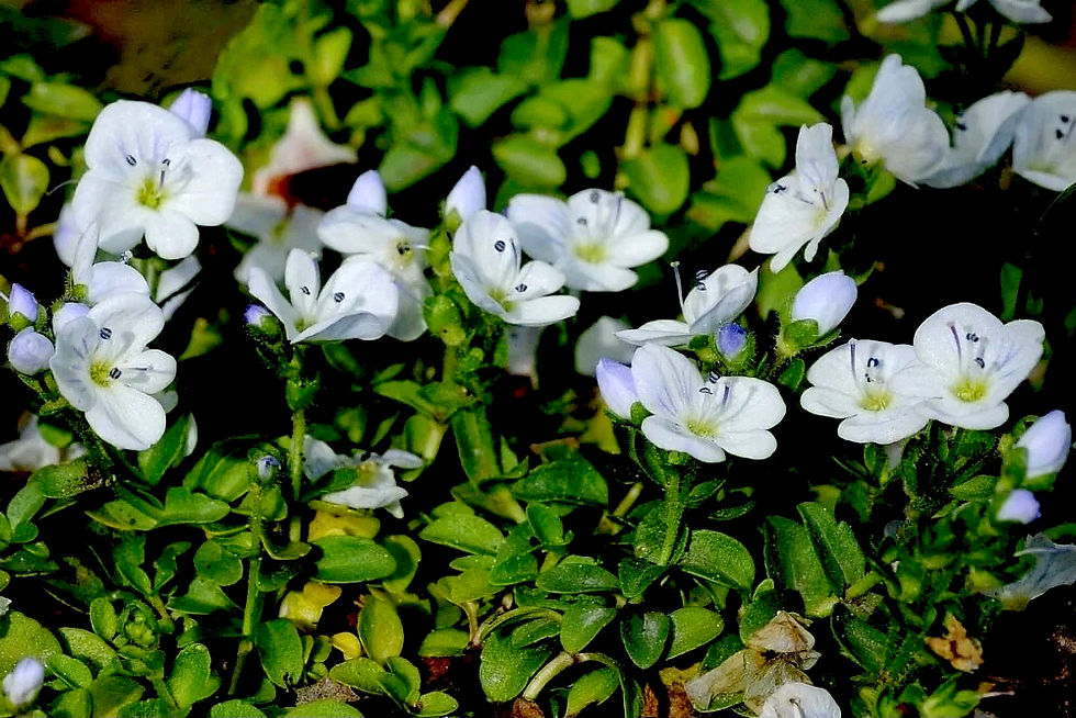 Миниатюра: Вероника нитевидная Альба (Veronica filiformis Alba)