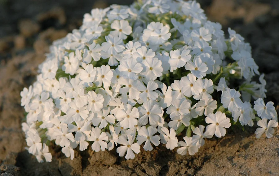 Флокс #2 шиловидный (Phlox subulata Maischnee)