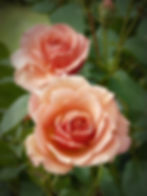 Роза Энн Хендерсон (Ann Henderson)