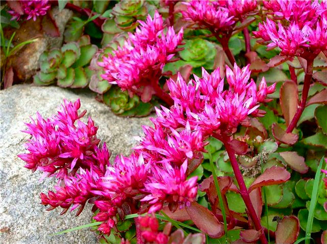 Миниатюра: Седум #16 Розеум Супербум (Sedum spurium Roseum Superbum)