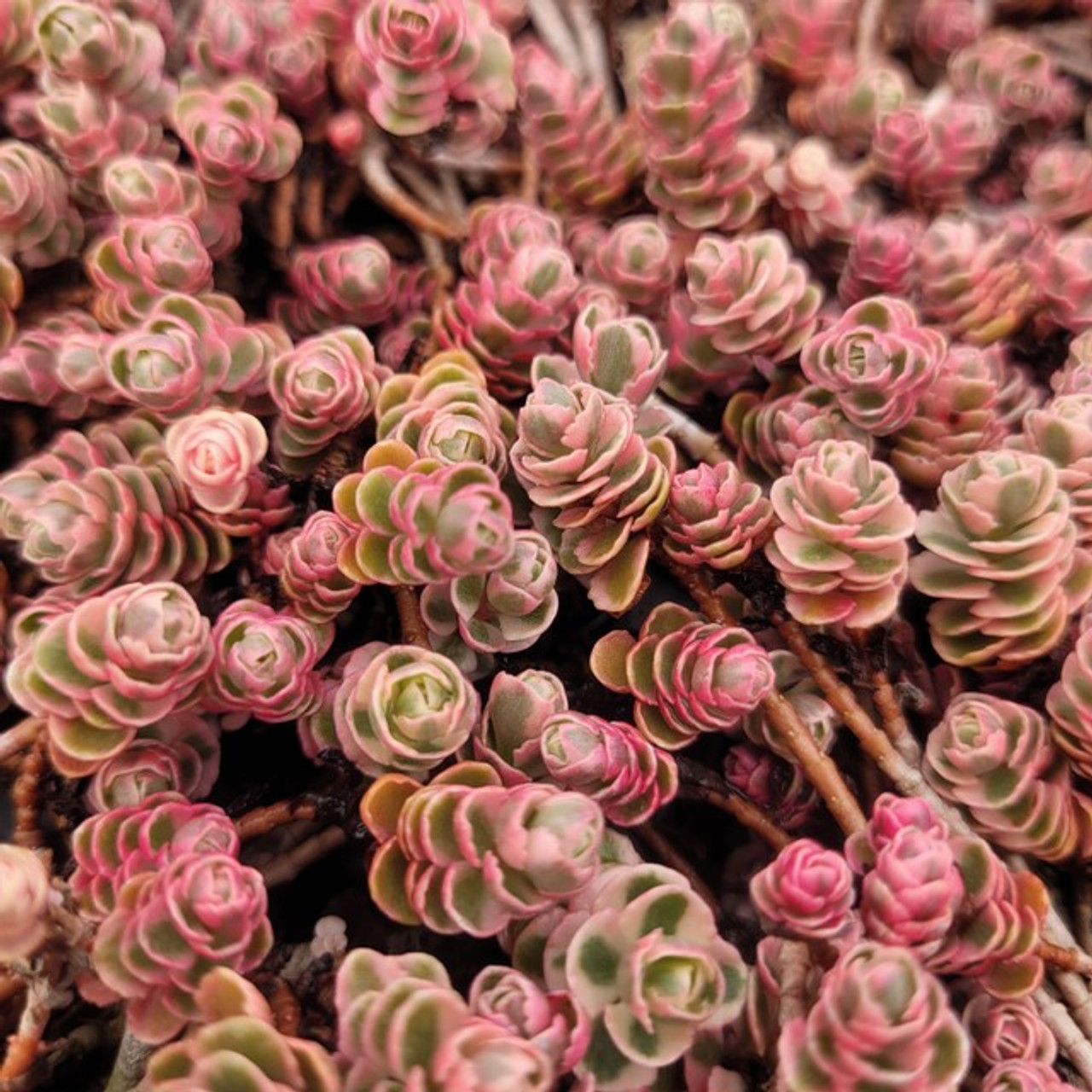 Седум #11 триколор (Sedum spurium Tricolor)