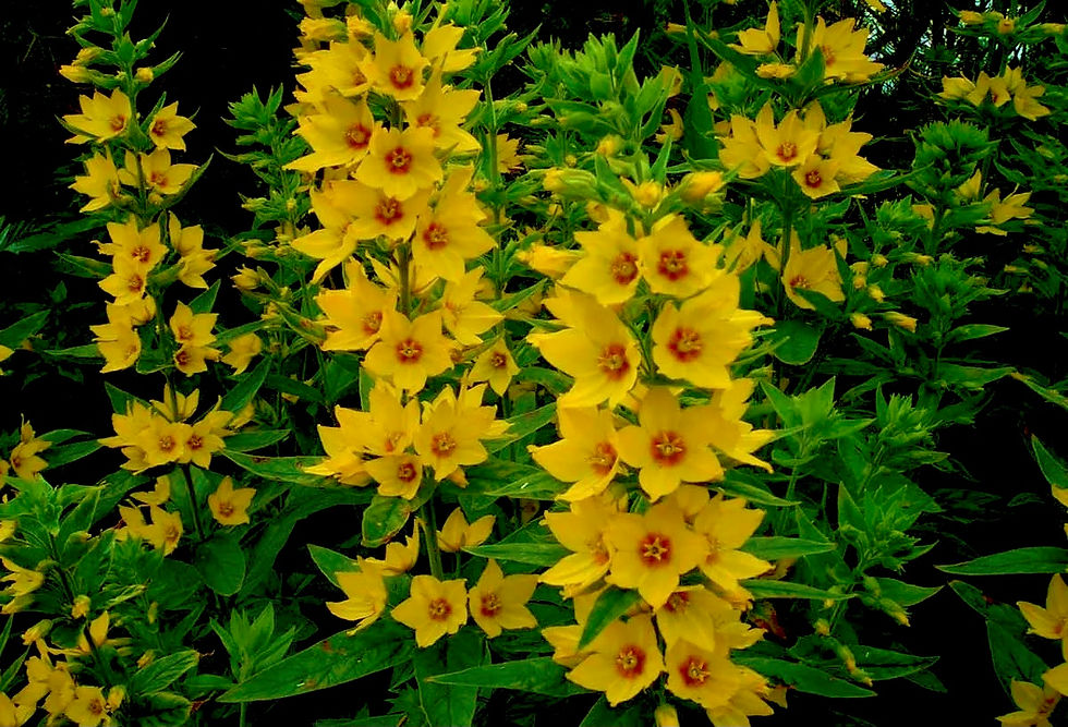 Миниатюра: Вербейник точечный (Lysimachia punctata)